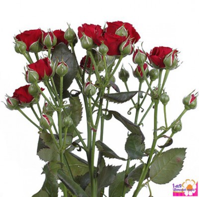 Роза кустовая красная - Доставка цветов в Екатеринбурге