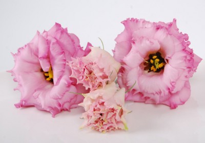 Эустома сорта Lisianthus alissa rose pink - Доставка цветов в Екатеринбурге