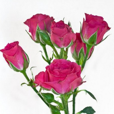 Роза кустовая Лавели Лидия - Доставка цветов в Екатеринбурге