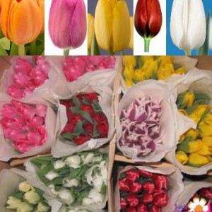 Открыт прием закзов на тюльпаны оптом к 8 марта - Доставка цветов в Екатеринбурге