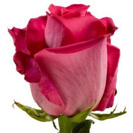 Нежные розы по нежным ценам! - Доставка цветов в Екатеринбурге