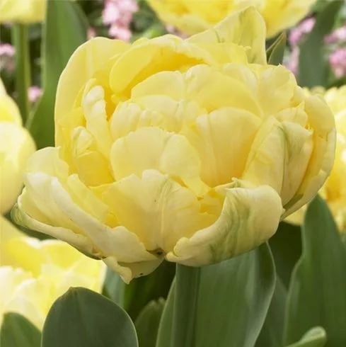 Тюльпан пионовидный желтый