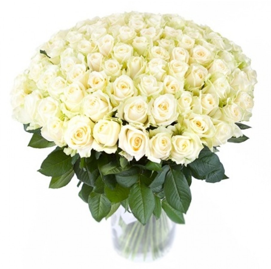 Белые розы. Эквадор, 60 см.  Крупный бутон.