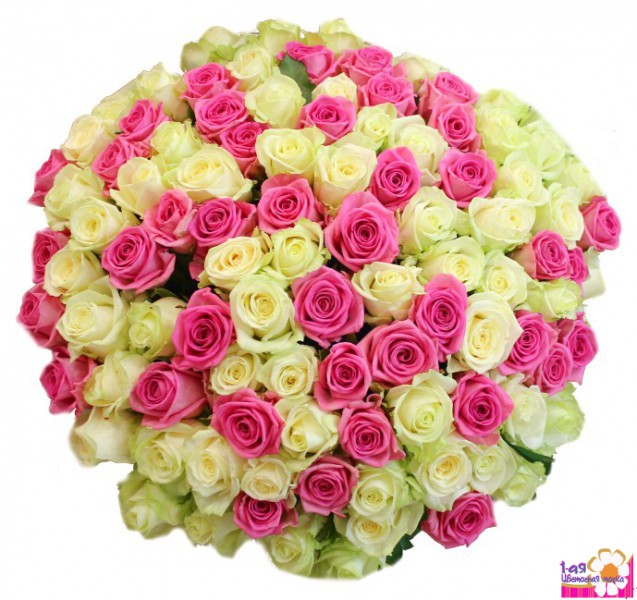 Букет из 101 розы кремового и розового цветов