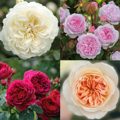 Пионовидные розы разных цветов