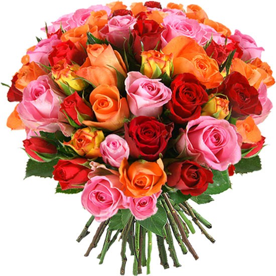 Разноцветные розы 50-60 см. Крупный бутон. Эквадор