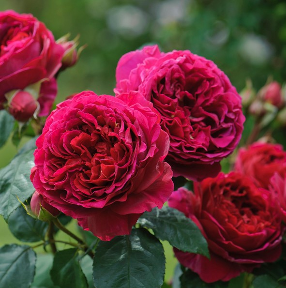 Розы цвета фуксия пионовидные