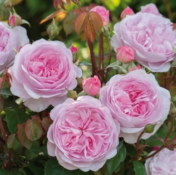 Розы розовые пионовидные