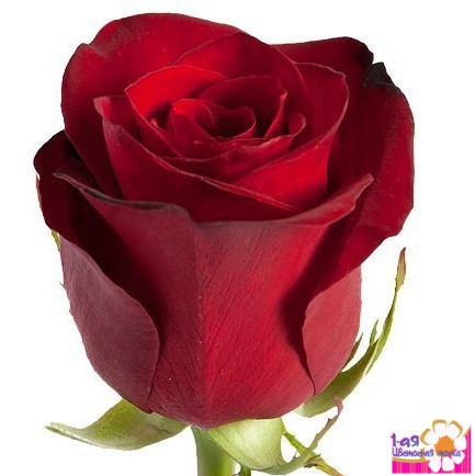 Роза красного цвета Фридом (Эквадор). 60 см