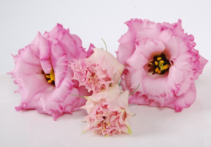 Эустома сорта Lisianthus alissa rose pink
