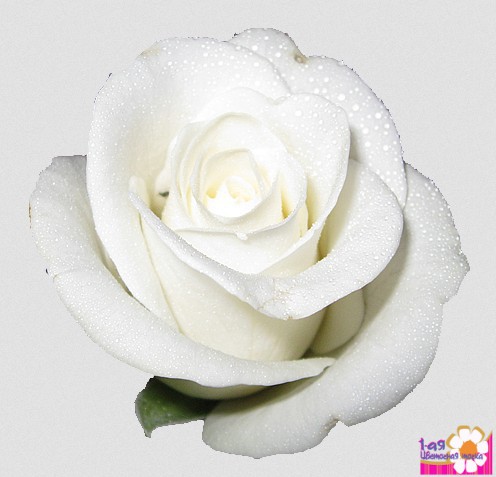 Роза белого цвета Мондиаль (Эквадор). 50 см