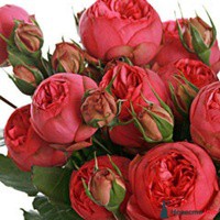 Кустовая пионовидная роза. Ярко-розовый цвет. Высота 50-60 см