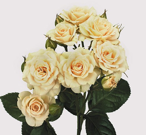 Роза кустовая сорта Rosa tr cream cracia