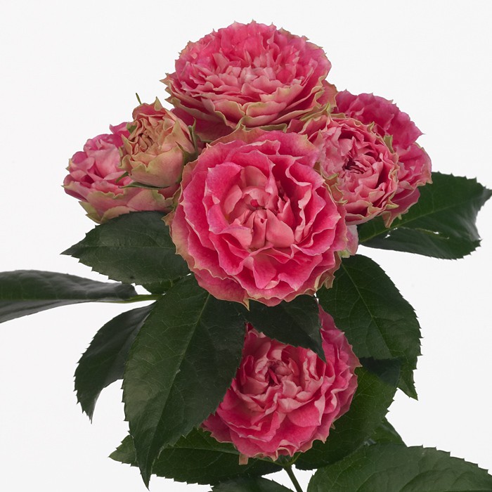 Кустовая пионовидная розовая роза Rosa tr splash sensation