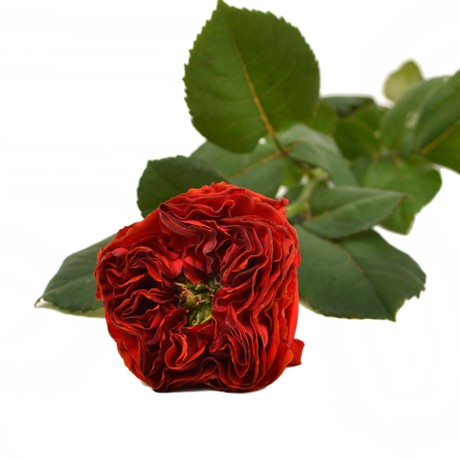 Пионовидные розы сорта Roses Flash Eye