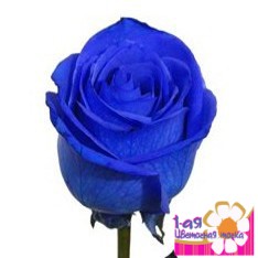 Роза синего цвета (70 см), Эквадор