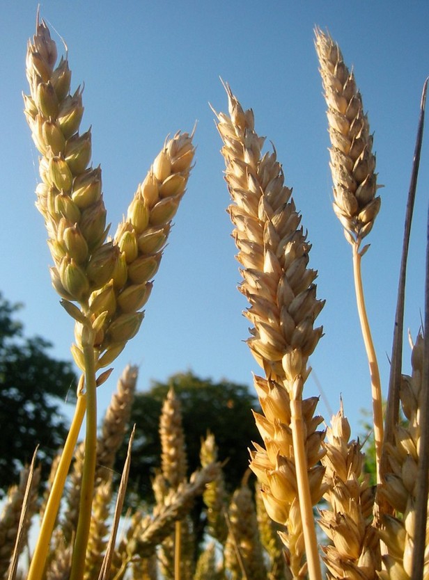 Декоративные колосья Triticum aestivum