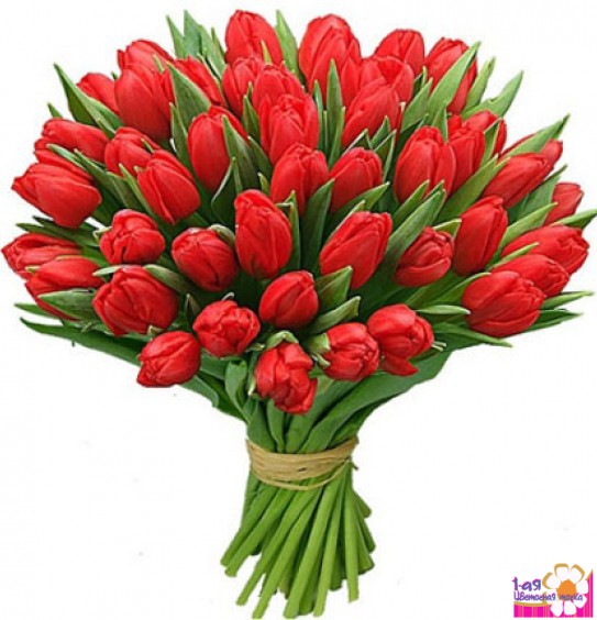 Букет из 51 тюльпана красного цвета