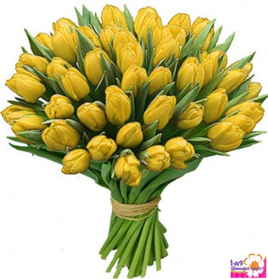 Букет из 51 тюльпана желтого цвета