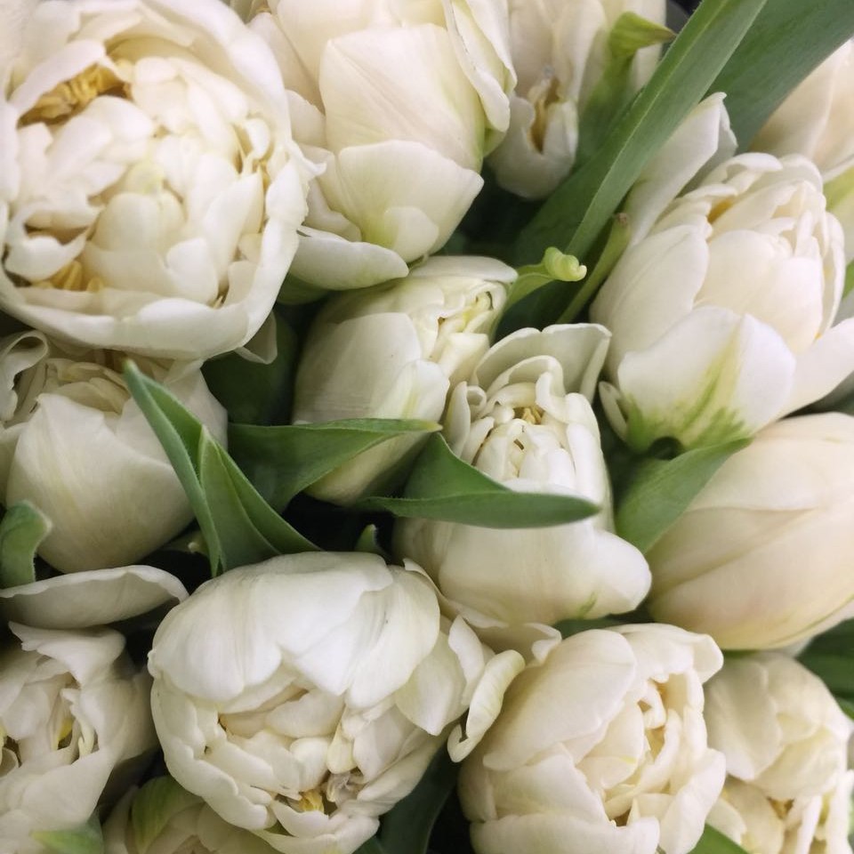 Пионовидные белые тюльпаны