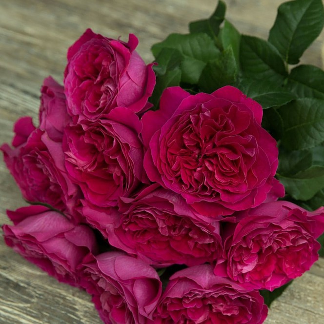 Розы Дэвида Остина - цвета фуксия