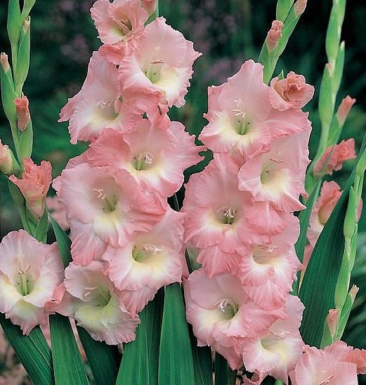 Гладиолусы нежно-розовые