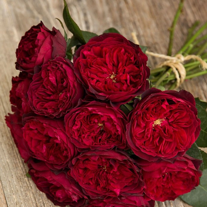 Розы Дэвида Остина - гранатовый цвет