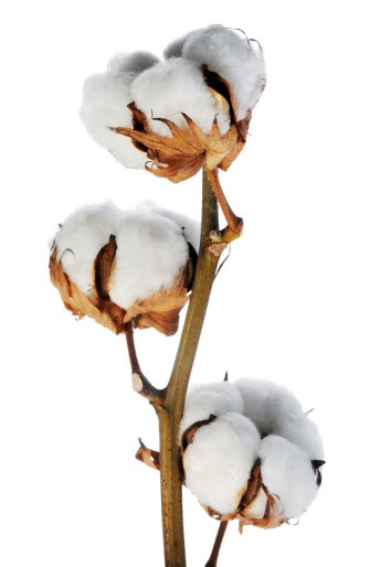 Декоративный хлопок сухоцвет цветок на ветке 10 шт