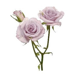 Роза кустовая лавандового цвета