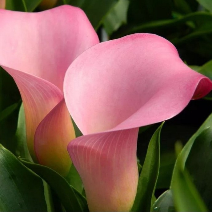 Каллы пинк паппи нежно-розовые с переливами цвета