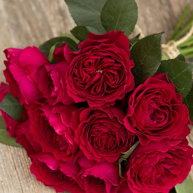 Розы Дэвида Остина - красный цвет