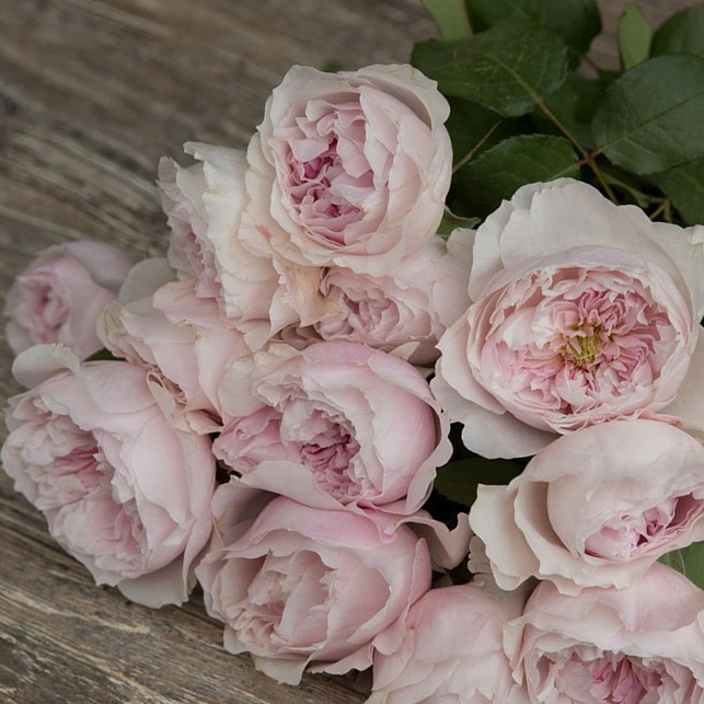 Розы Дэвида Остина - нежно-сиреневый цвет