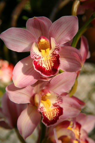 Орхидея (Цимбидиум) Розовая