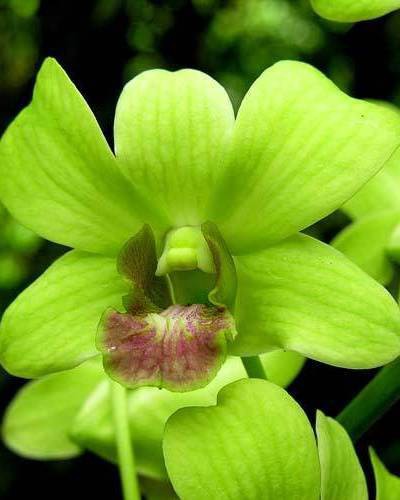 Орхидея (Цимбидиум) Зеленая