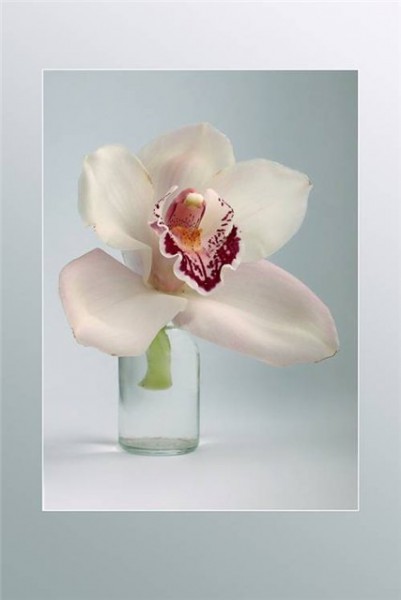 Орхидея (Цимбидиум) Белая