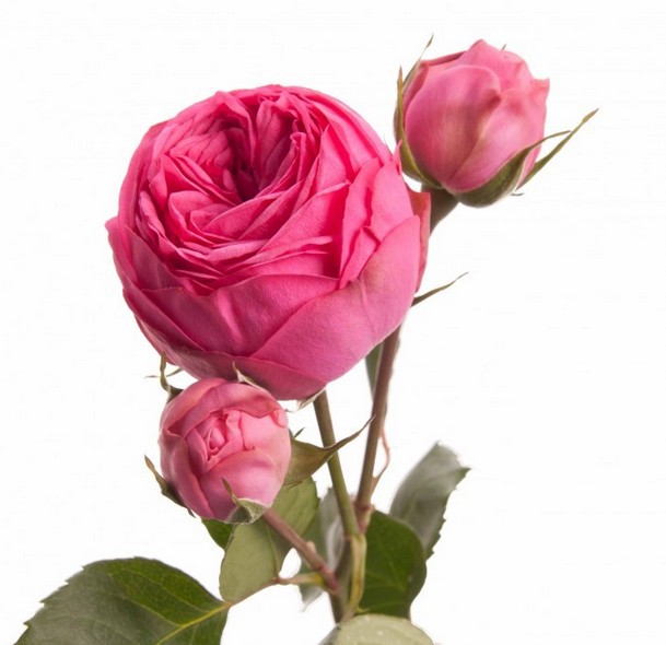 Кустовая пионовидная роза розовая