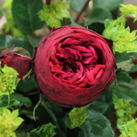 Пионовидные кустовые розы бордового цвета