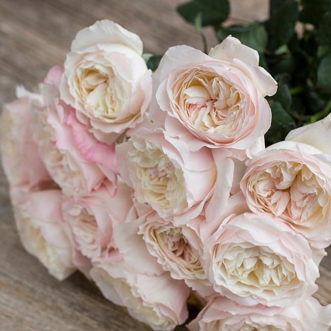 Розы Дэвида Остина - пудровый цвет