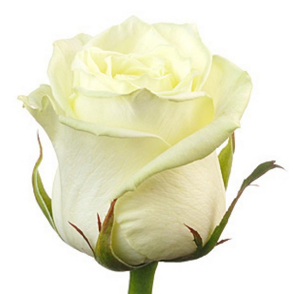 Роза белая высокая 80-90 см, имп.