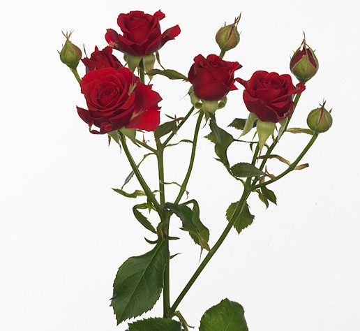Роза кустовая Rosa tr mirabel