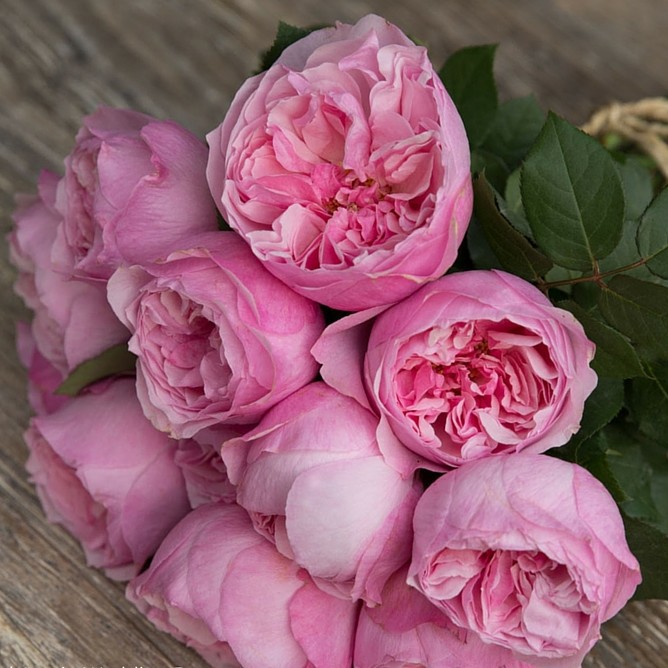 Розы Дэвида Остина - розовый цвет