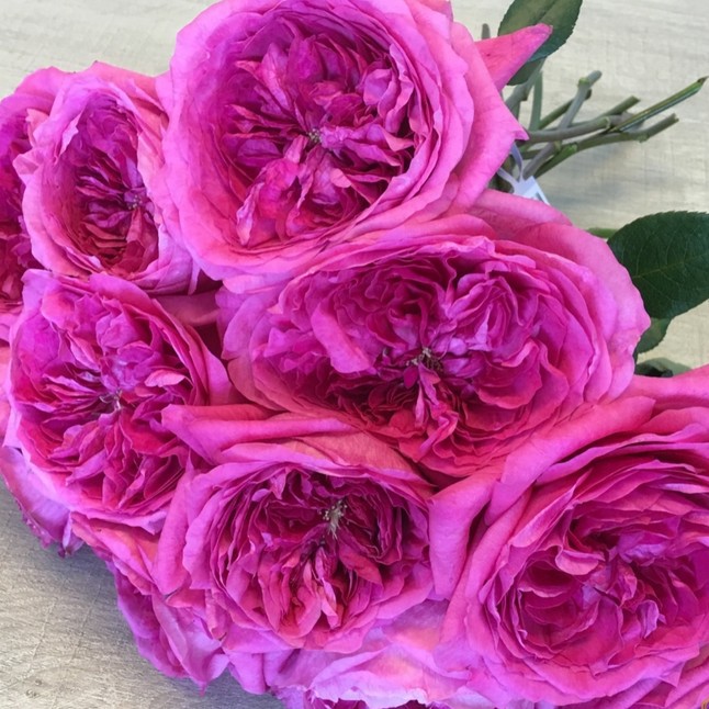Розы Дэвида Остина - насыщенный розовый цвет