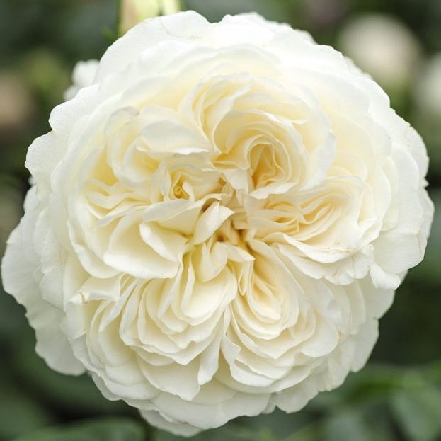Розы белые пионовидные