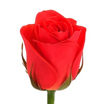 Роза алого цвета высокая 80-90 см, имп.