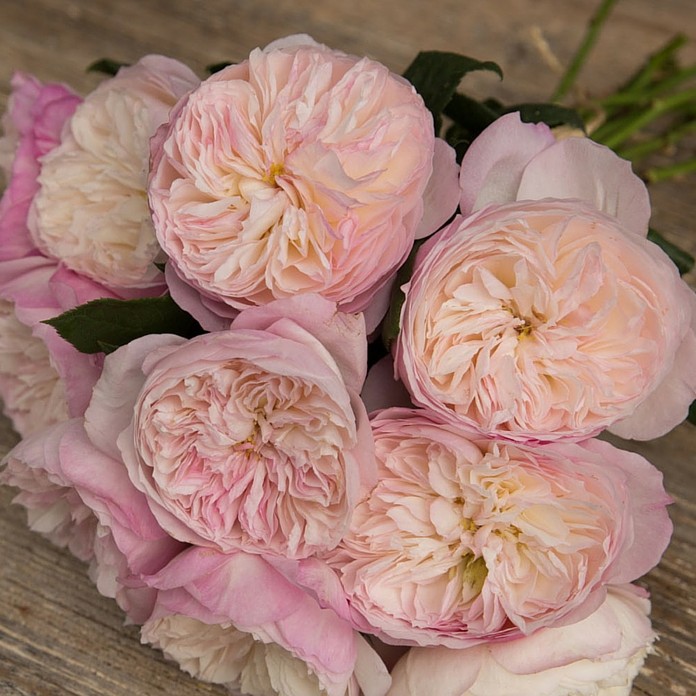 Розы Дэвида Остина - светло-розовый цвет