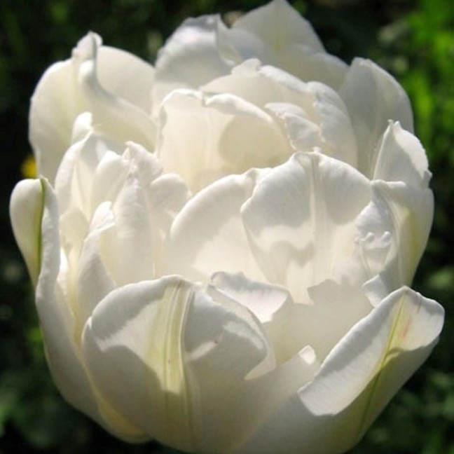 Тюльпан пионовидный белый