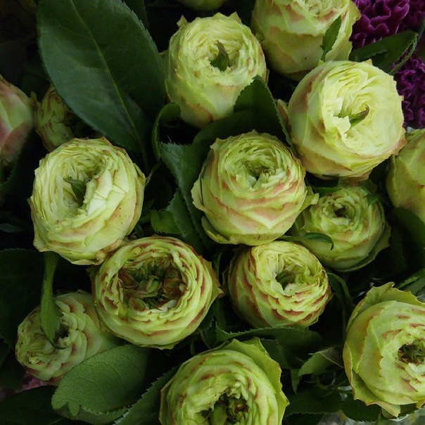 Кустовая пионовидная роза нежно-зеленого цвета с розовой каймой по краю лепестков