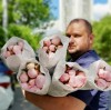 АКЦИЯ. Пионы сорта Paeonia sarah bernhardt 55 см - Доставка цветов в Екатеринбурге