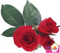 Розы - Доставка цветов в Екатеринбурге