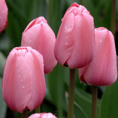 Тюльпаны розовые - Доставка цветов в Екатеринбурге